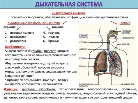 Типы отхождений из дыхательной системы и их важность