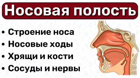 Травмы и операции носовой полости