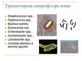 Транзиторная микрофлора и ее уникальные свойства