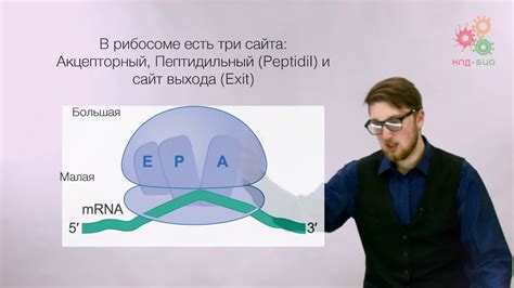 Трансляция генетической информации: процесс синтеза белка