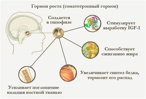 Тренировки, способствующие активации синтеза соматотропного гормона