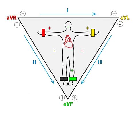 Треугольник Эйнтховена: ключевая концепция и его значимость в ЭКГ
