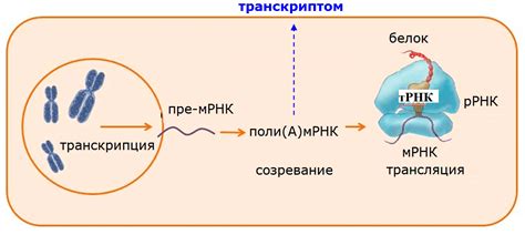 Увеличение интенсивности генной экспрессии и точное управление биологическими процессами