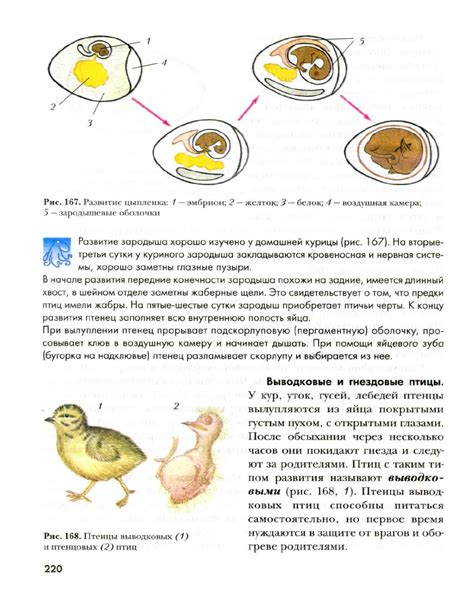 Угол вращения яиц в инкубаторе: ключевые факторы успешного развития птенцов