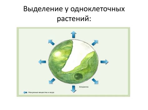 Удаление непригодных частей овощных продуктов перед дальнейшей обработкой