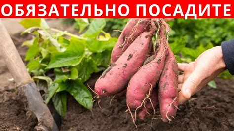 Удивительное растение из Алтая