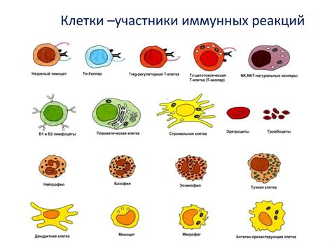 Укрепление иммунной системы и защита организма от инфекций