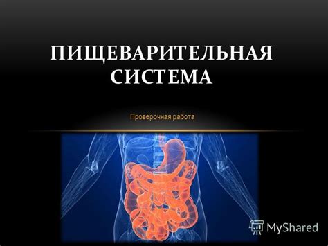 Улучшение работы пищеварительной системы