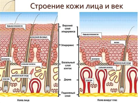 Улучшение расцветки и структуры кожи