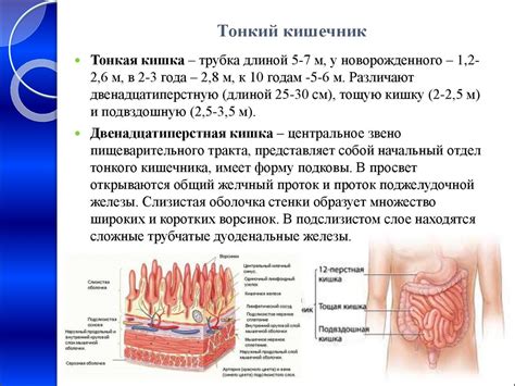 Улучшение функции пищеварительной системы и облегчение проблем со стулом