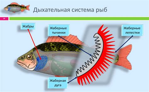 Уникальная система дыхания у рыб