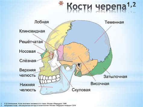 Уникальная структура черепа