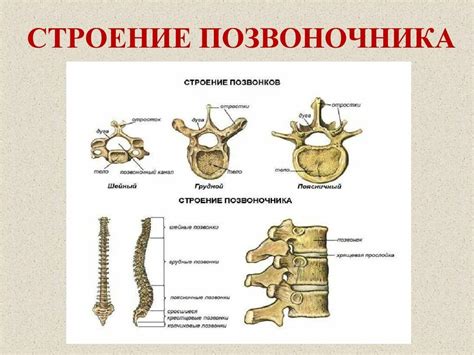 Уникальные особенности спинного столба у представительниц прекрасного пола