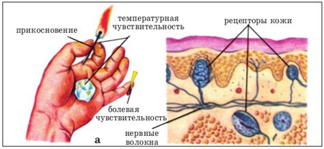 Упражнения для стимуляции осязания и вкусовых рецепторов