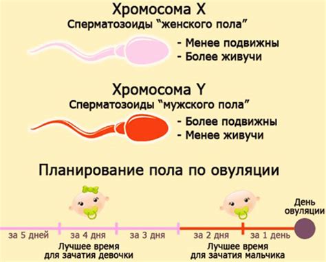 Успешное зачатие мальчика: удобные позы и положения