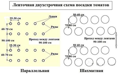 Установление правильного режима полива