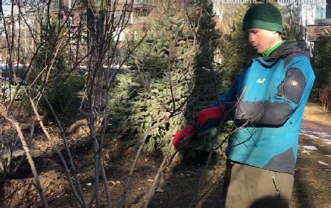 Уход за растением и обрезка