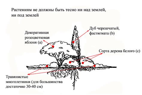 Уход за юными побегами и укрепление корневой системы