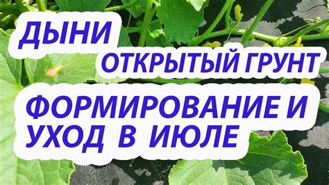 Уход и защита дыни от вредителей и заболеваний в сибирском климате