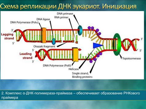 Участие в процессах репликации и транскрипции ДНК: значимость ядра для жизнедеятельности растительной клетки