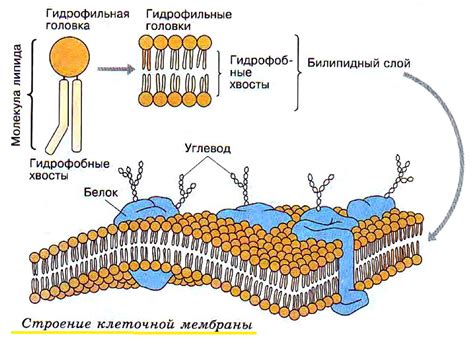 Участие жировых веществ в структуре клеточной мембраны и их влияние на обмен веществ