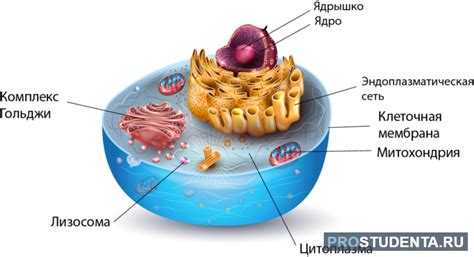 Участие периферической оболочки клетки в передаче сигналов