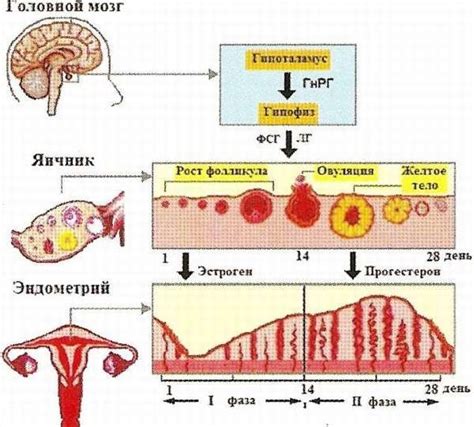 Учет менструального цикла: важные шаги для понимания вашего организма