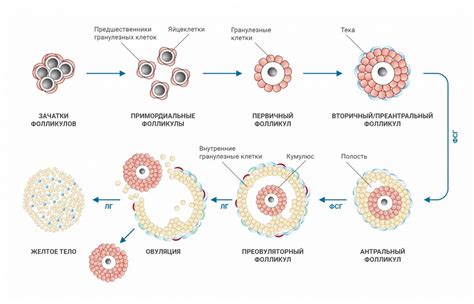 Фазы развития фолликула в овариях