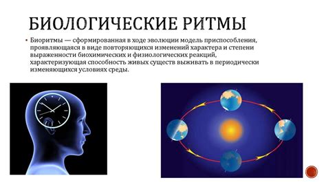 Факторы, влияющие на биологический ритм 1 16 и его регуляция