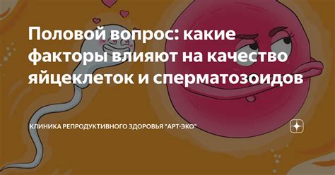 Факторы, влияющие на качество яйцеклеток: понимание основных влияний