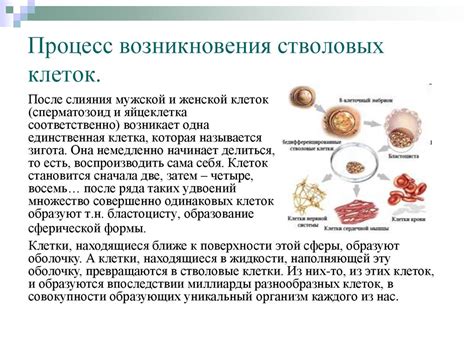 Факторы, воздействующие на количество эмбрионических клеток в организме