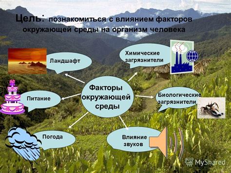 Факторы окружающей среды: загрязнение и воздействие ультрафиолетового излучения