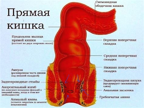 Ферменты: повышение эффективности увеличения микроорганизмов в прямой кишке