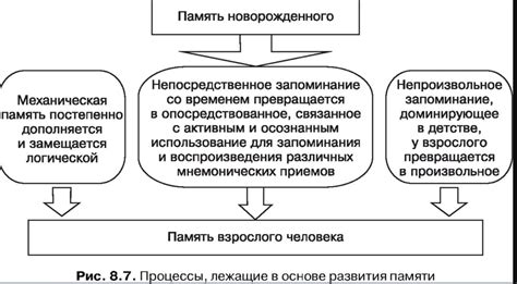 Физиологические механизмы активности век и роли, которые они играют в работе глаза