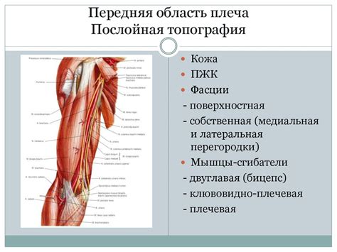 Физиологические процессы, приводящие к онемению верхней конечности от плеча