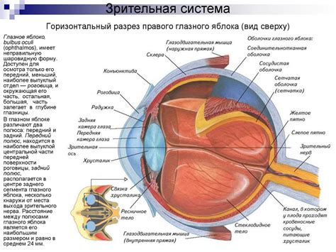 Физиология глаза и его возможности