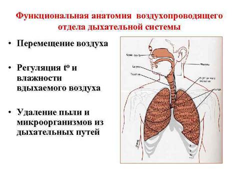 Физические основы выявления потенциальной емкости дыхательной системы