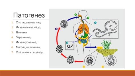 Физические особенности половозрелых особей