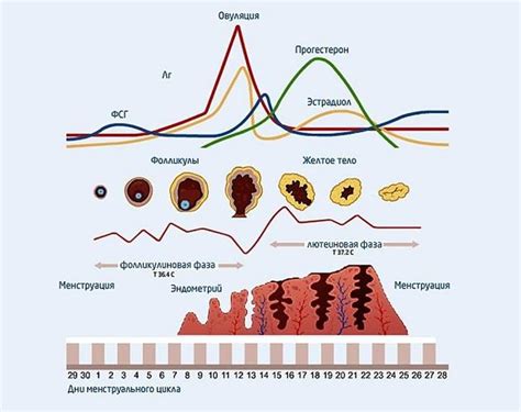 Физические превращения в организме на 24-ый день месячного цикла