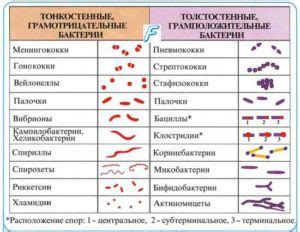 Флора палочковая: что за состояние оно такое?