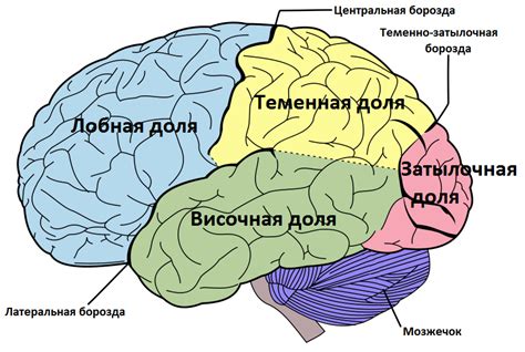 Формирование головного мозга