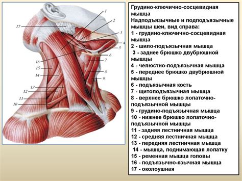 Формирование головы и шеи нашей папье-утки