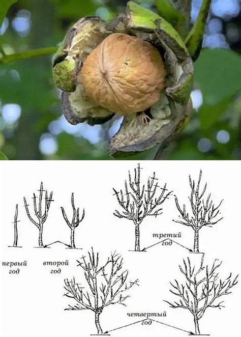 Формирование и обрезка кроны грецкого ореха: секреты эффективного ухода за деревом