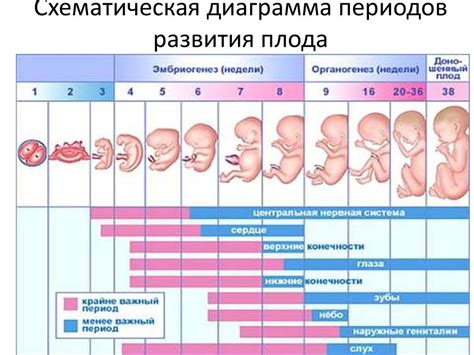 Формирование и развитие органов и систем организма в процессе внутриутробного развития