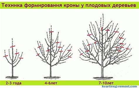 Формирование куста и обрезка томатных растений: ключевые аспекты для повышения продуктивности