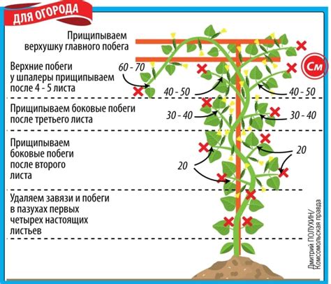 Формирование кустов огурцов: важный этап в выращивании растений