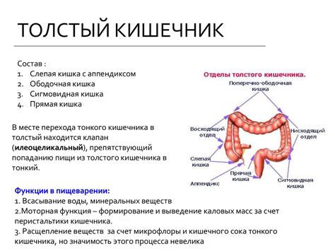 Функции верхнего отдела кишечника