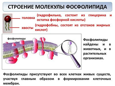 Функции и область применения молекулы 01