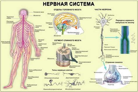 Функции нервных волокон