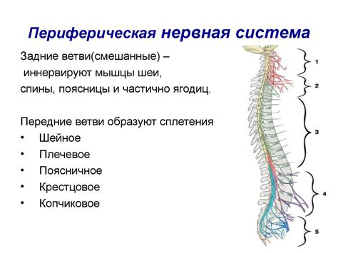 Функции нервных корешков